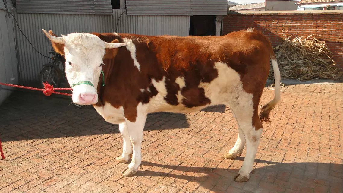 吉林西门塔尔繁育母牛