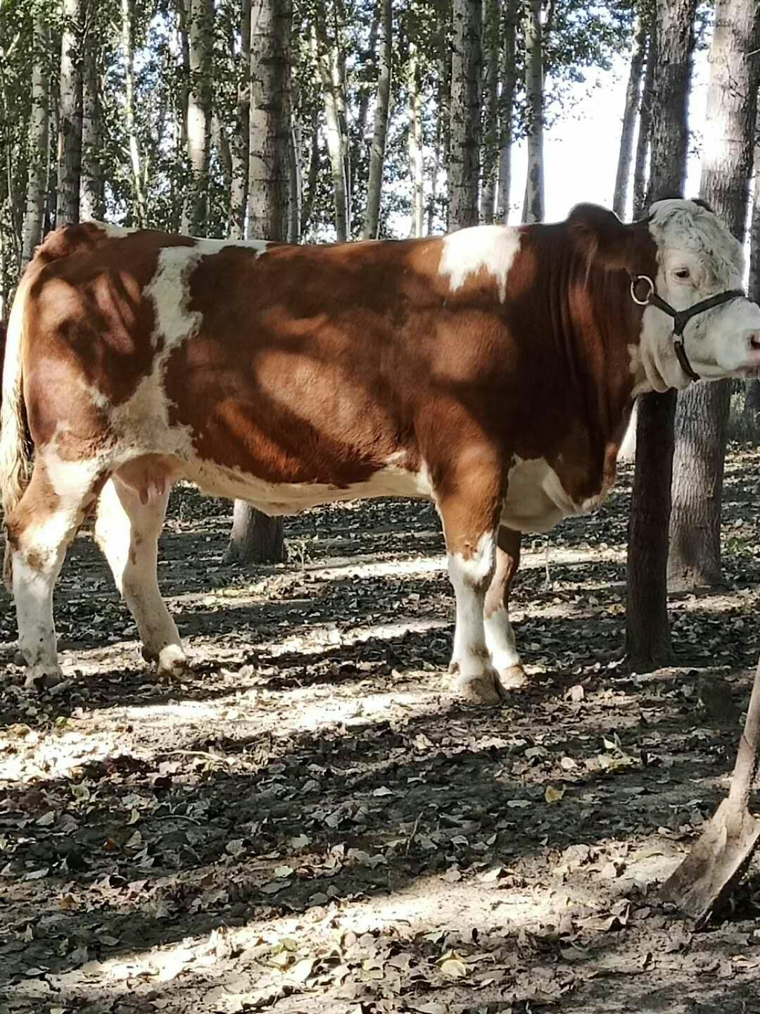 吉林繁育母牛